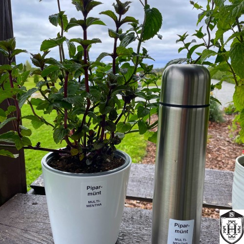 Mentha x piperita 'Multimentha' - Piparmünt 'Multimentha' P11/0,75L